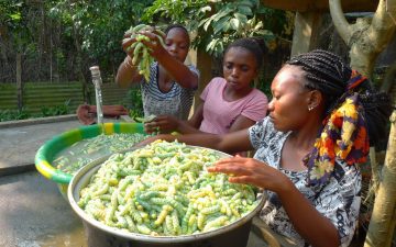 Frauen waschen Raupen, die sie in der Demokratischen Republik Kongo mit der Unterstützung der Heilsarmee züchten. Dies verbessert ihre Ernährungssicherheit.